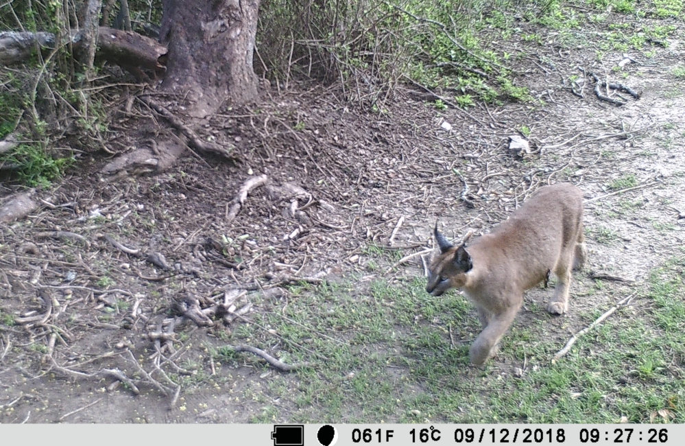 Kariega Caracal Camera Trap Kariega Caracal Camera Trap