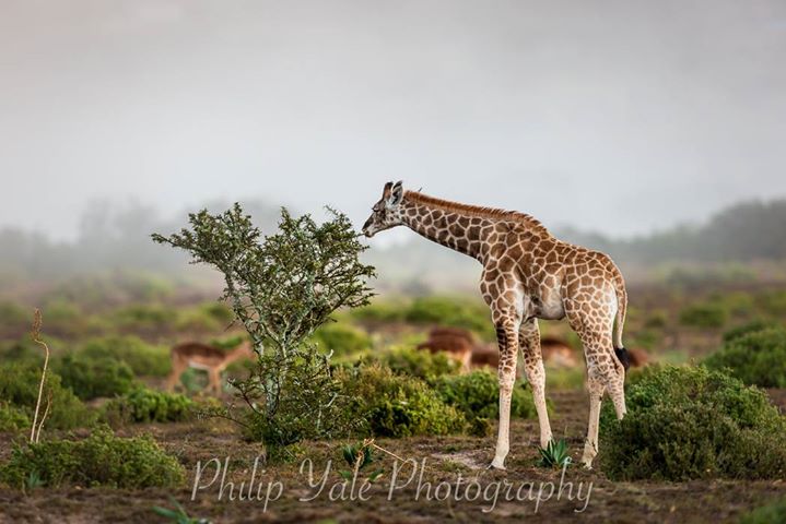 Behind the Lens: 2019 Photo Competition Winner Phil Yale Giraffe