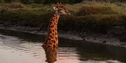 Kariega-Giraffe-River.jpg