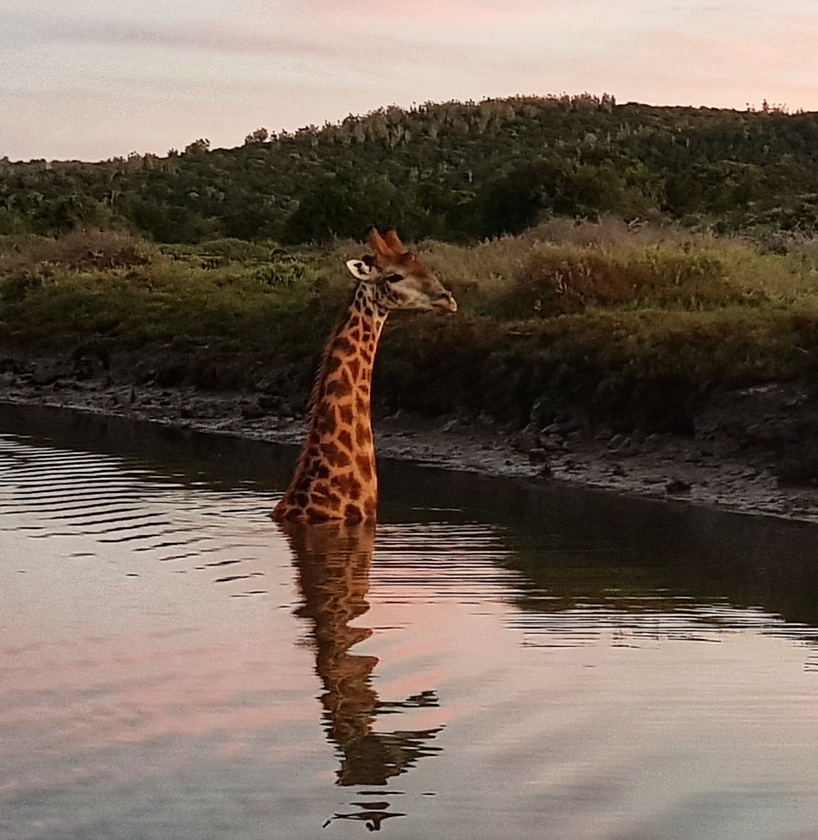Kariega-Giraffe-River.jpg