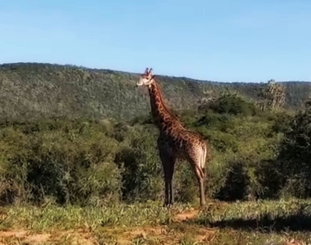 Giraffe Rescued From River Mud