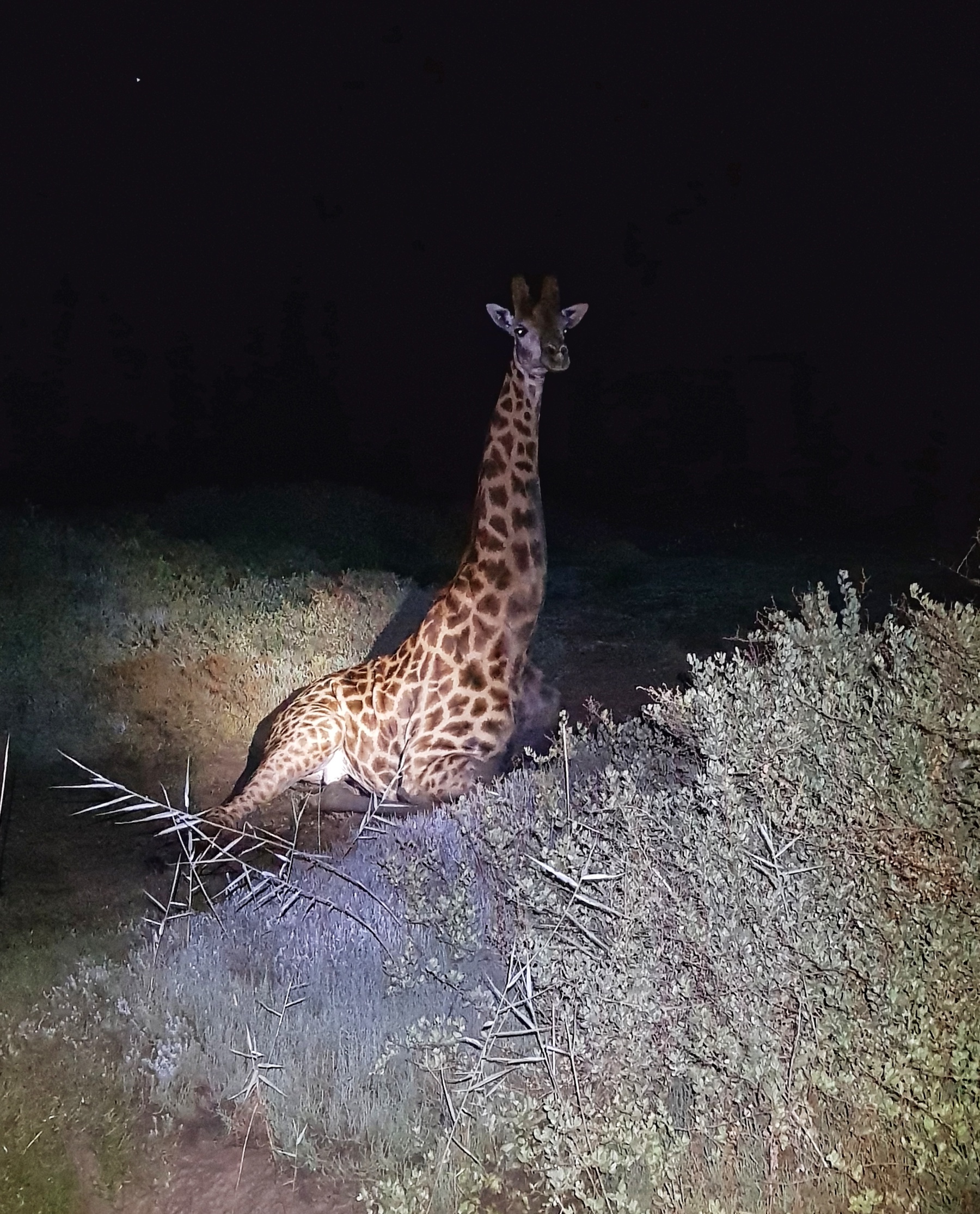 Giraffe Rescued From River Mud