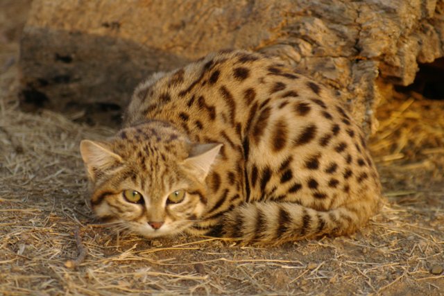 Wild Cat Education Black Footed Wildcat