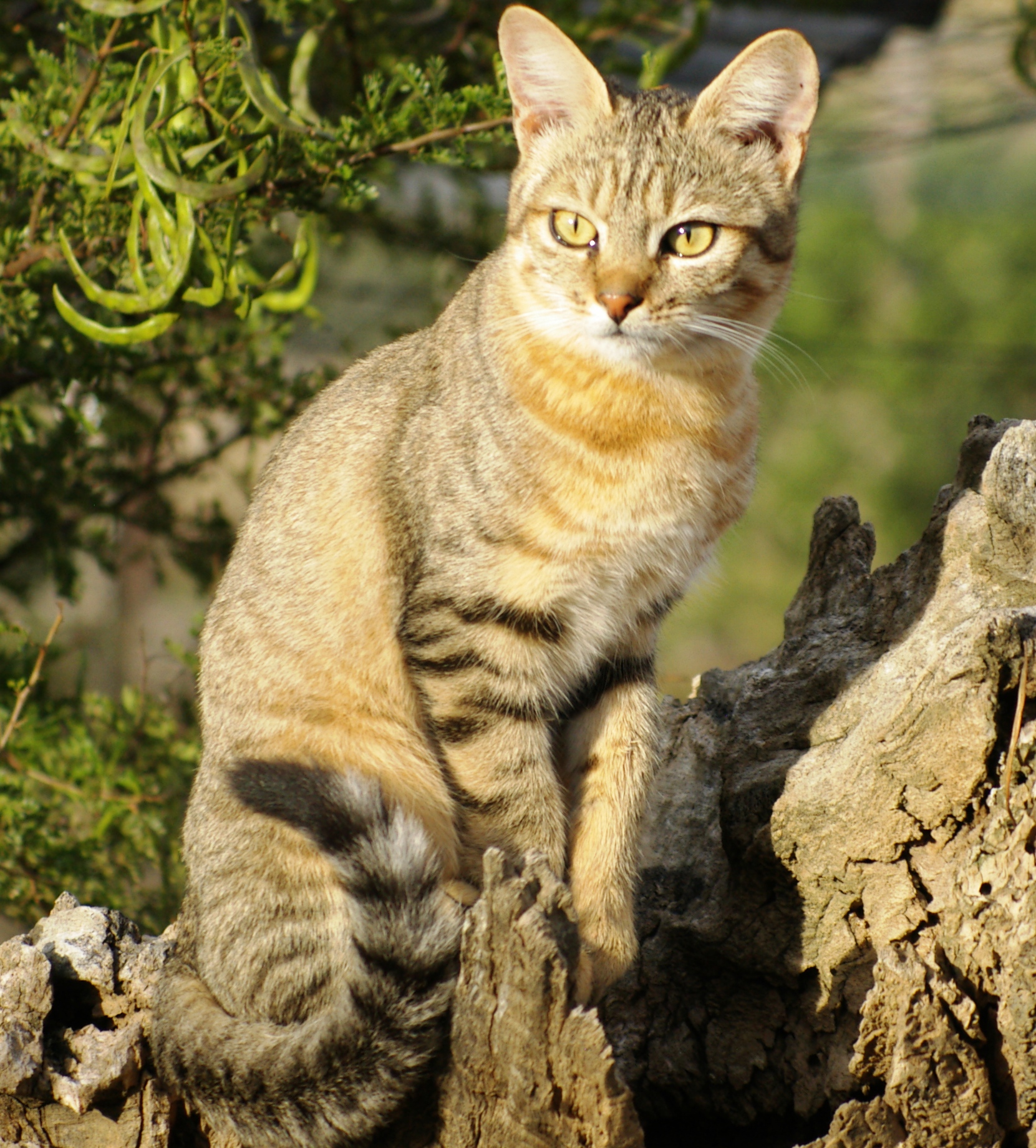Wild Cat Education African Wildcat