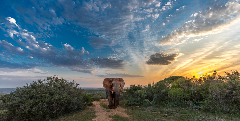 Picture-Perfect-South-Africa-Safari-Elephant-Jennings.jpg