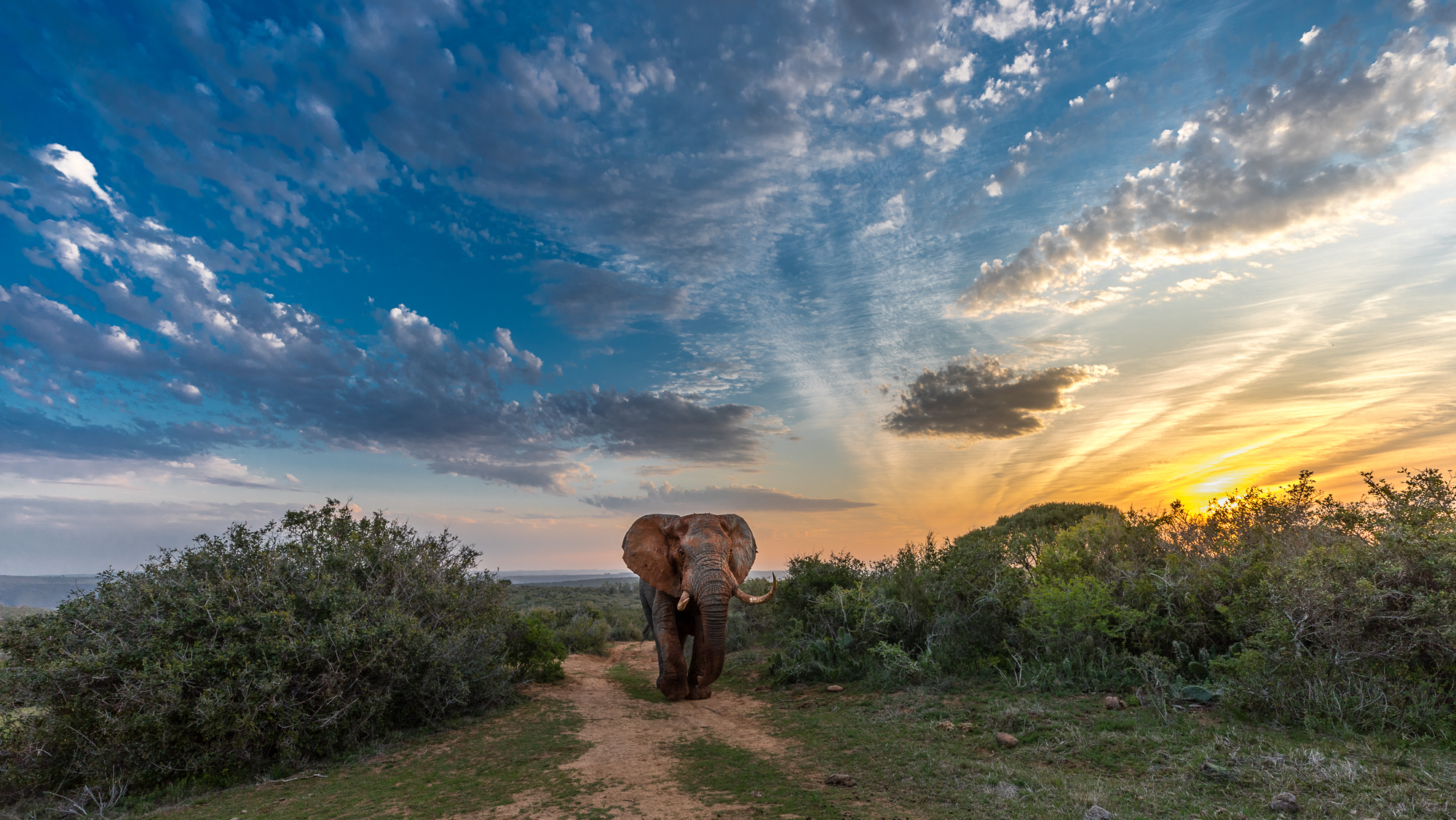 Best South African Safari Sighting Bull Elephant