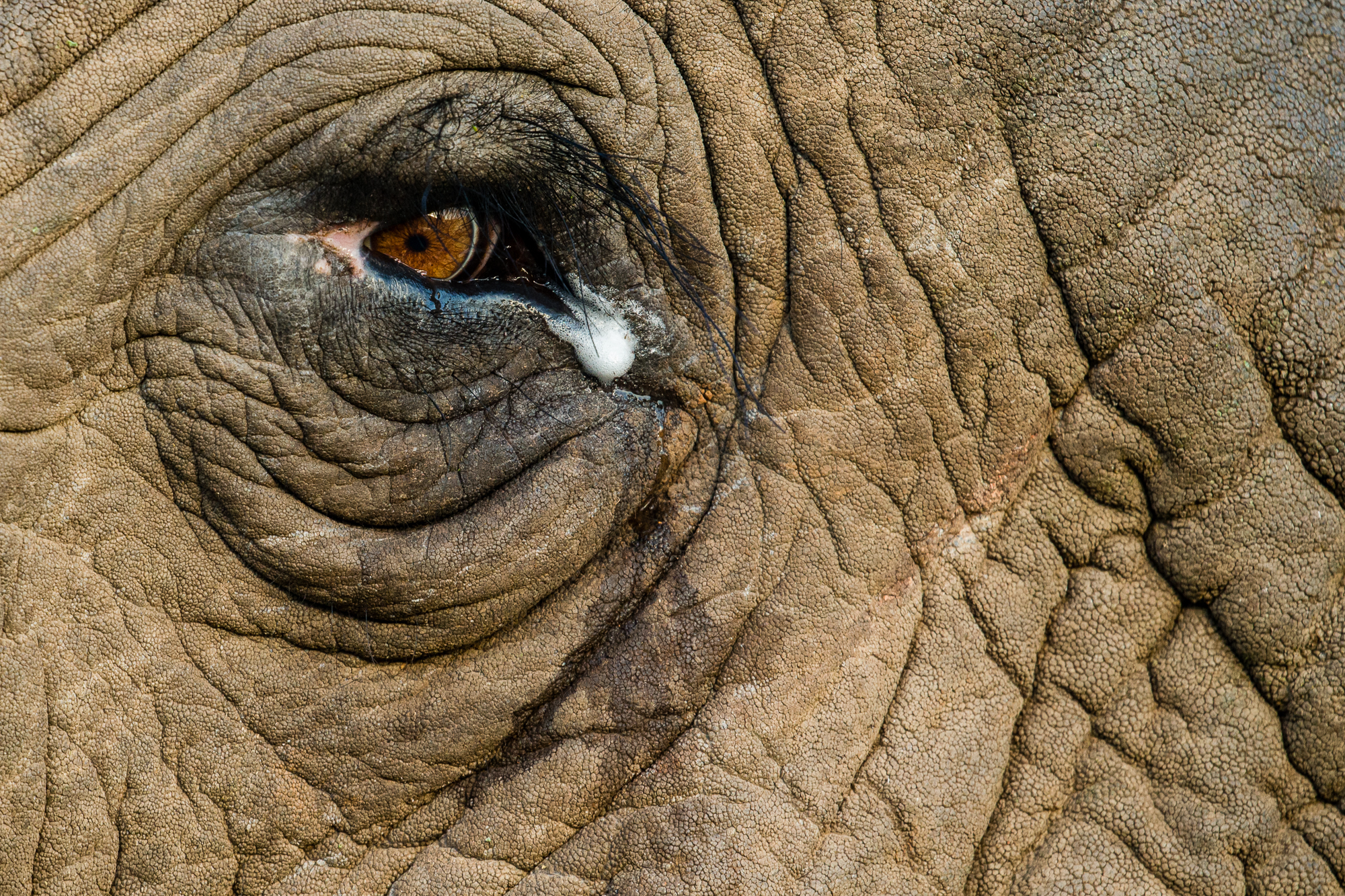 Picture Perfect South Africa Safari Elephant Eye