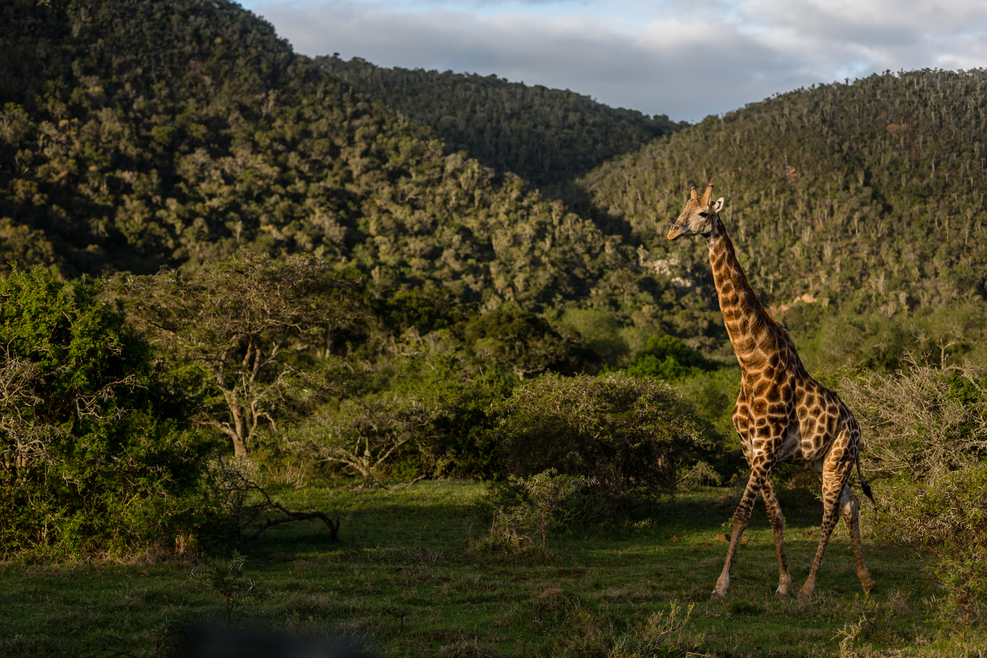 Picture Perfect South Africa Safari Giraffe