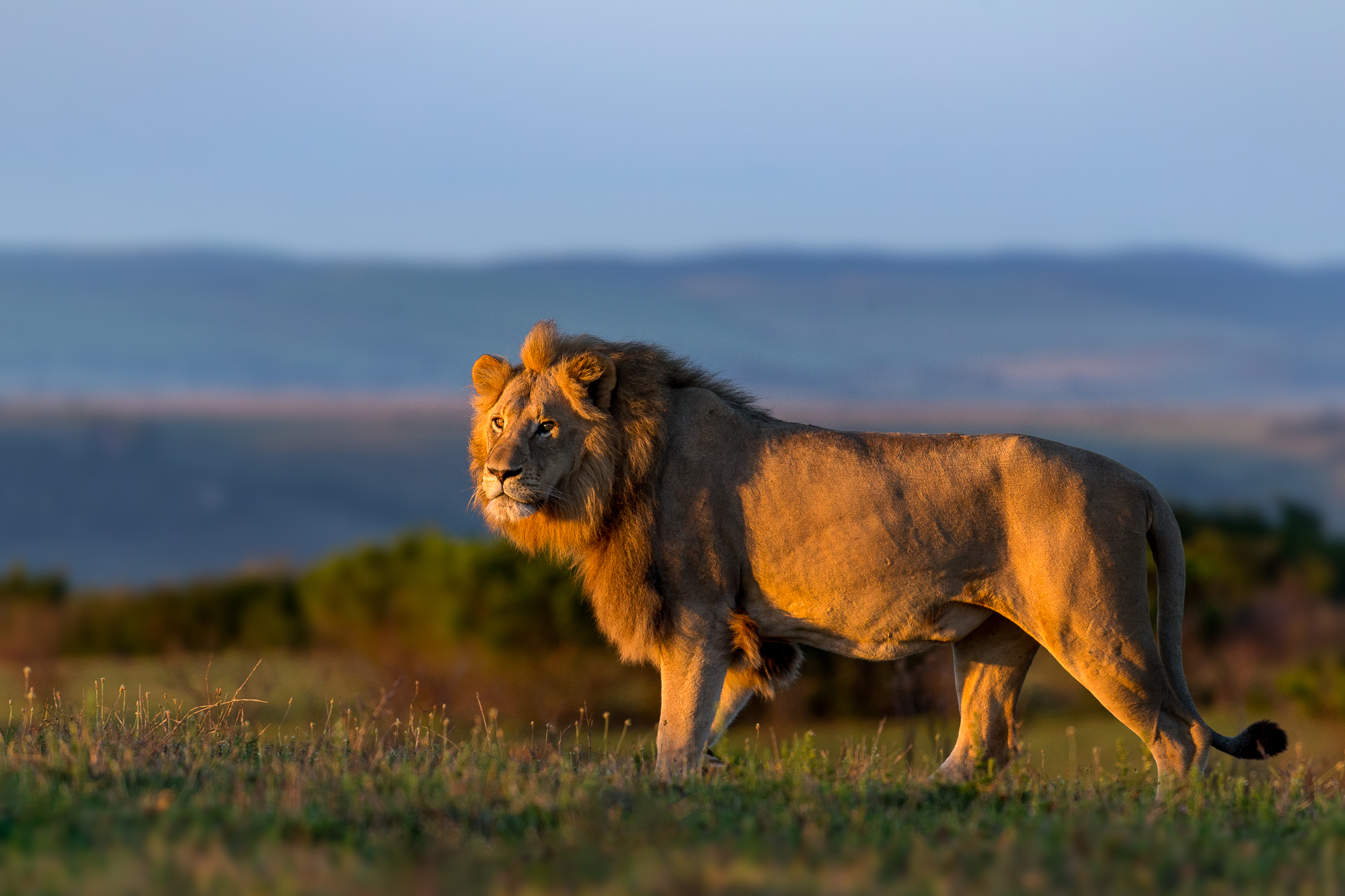 Picture Perfect South Africa Safari Lion