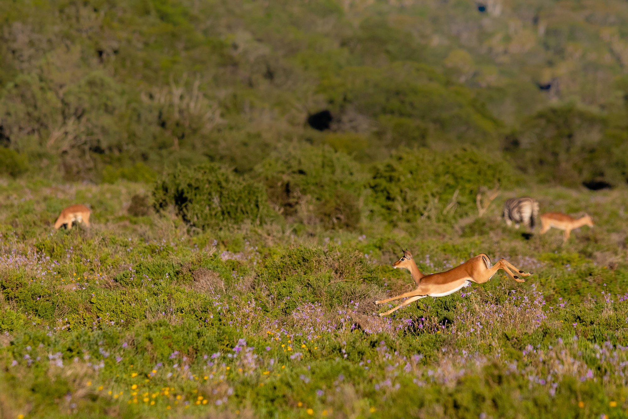 Picture Perfect South Africa Safari Impala