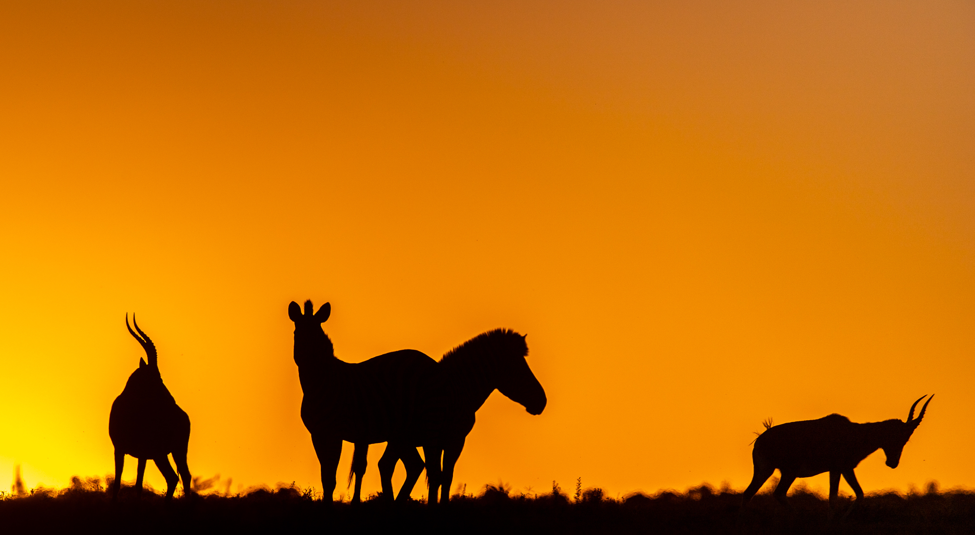 Picture Perfect South Africa Safari Sunset