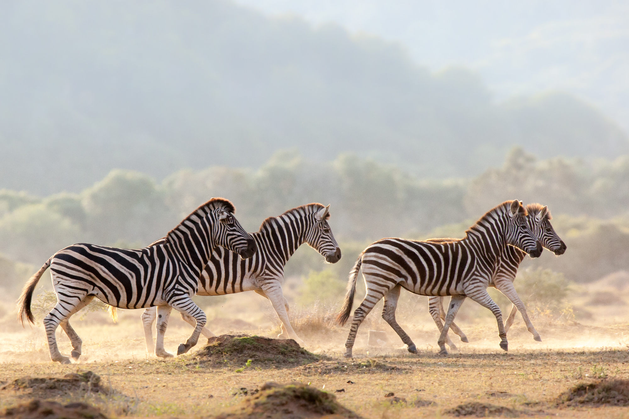 Picture Perfect South Africa Safari Zebra