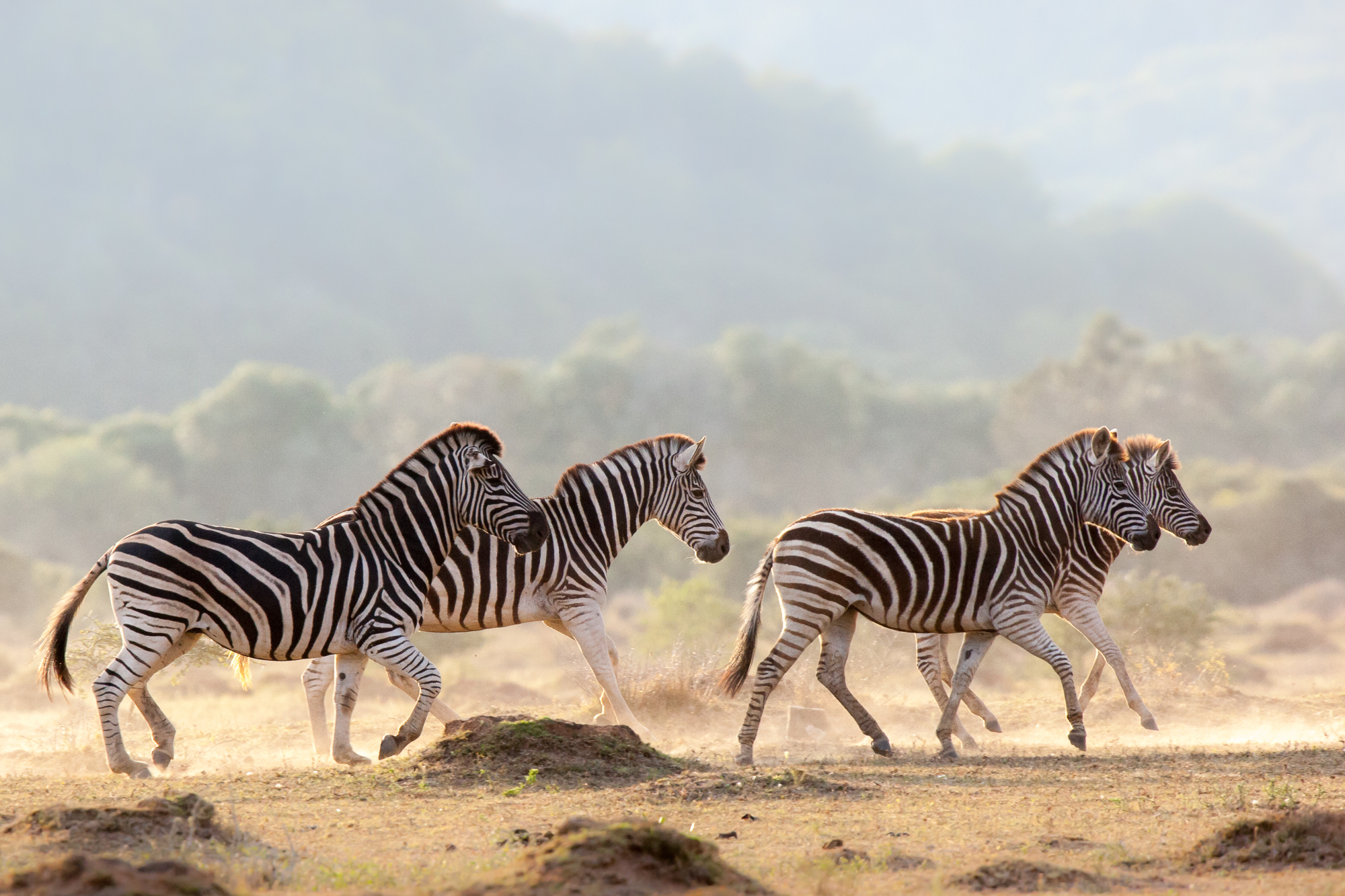 Zebra on Kariega - Brendon Jennings