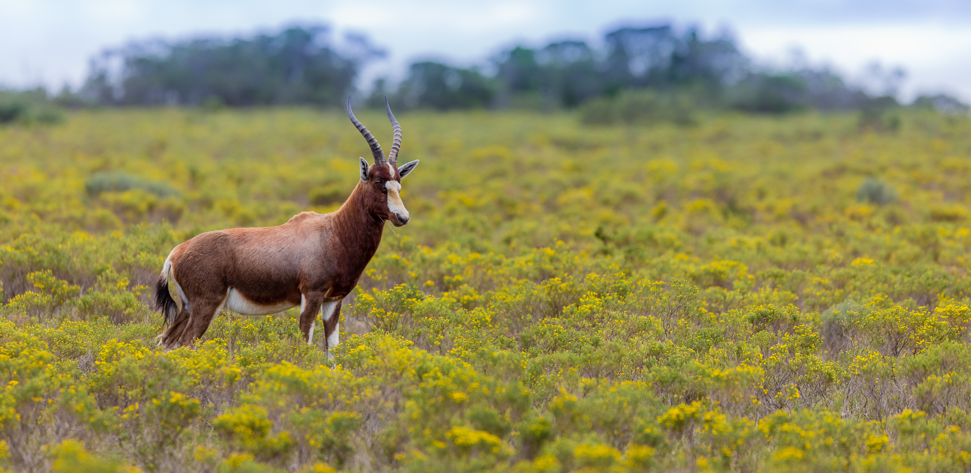 Picture Perfect South Africa Safari Blesbok