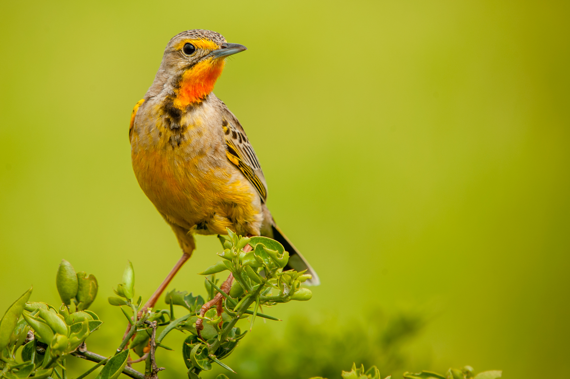 Picture Perfect South Africa Safari Cape Longclaw