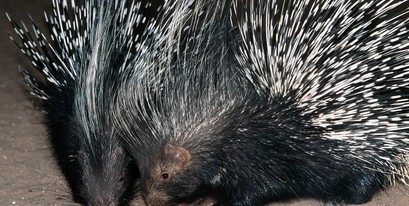 Kariega-Porcupines-Okonjima.jpg