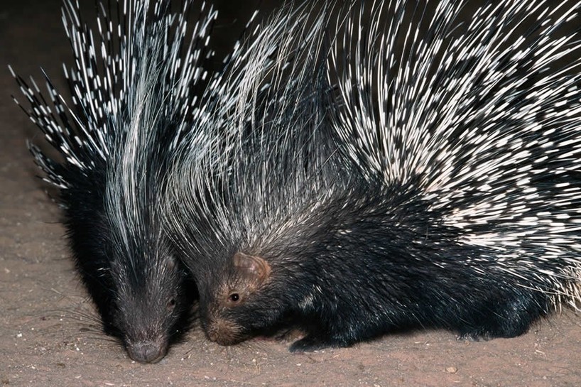 Prickle of Porcupines Photos | Kariega Game Reserve