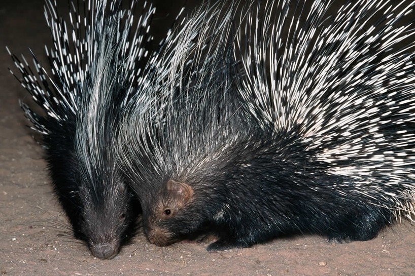 Inspiration from a porcupine's quills, MIT News