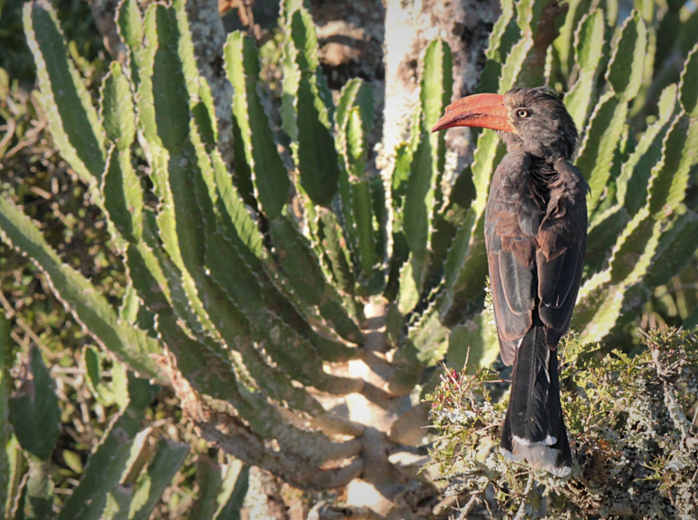 Lion King Zazu Crowned Hornbill at Kariega