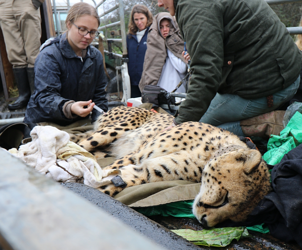 Kariega Conservation Volunteer Cheetah Procedure