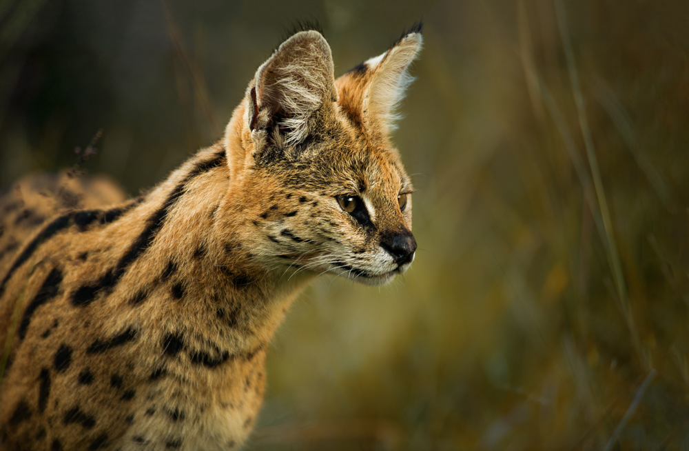 Kariega Conservation Volunteer Serval Reece Dodd 3