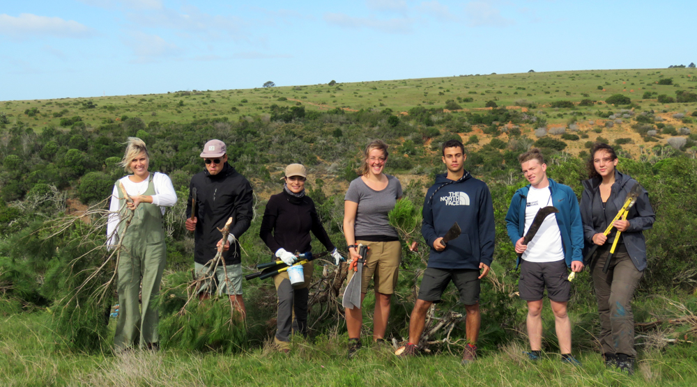 Kariega Conservation Volunteer Alien Plant Eradication