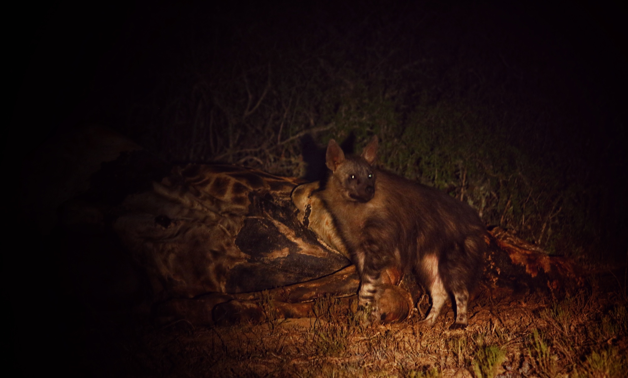 African Safari Night Drive Kariega Brown Hyena Howarth