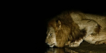 Night-Drive-kariega-lion-Howarth.jpeg