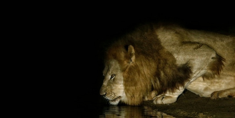 Night-Drive-kariega-lion-Howarth.jpeg