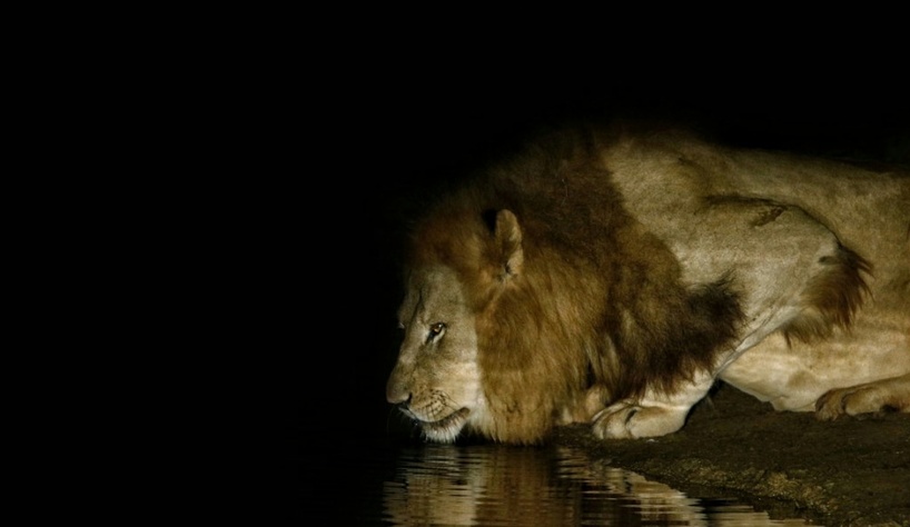 Night-Drive-kariega-lion-Howarth.jpeg