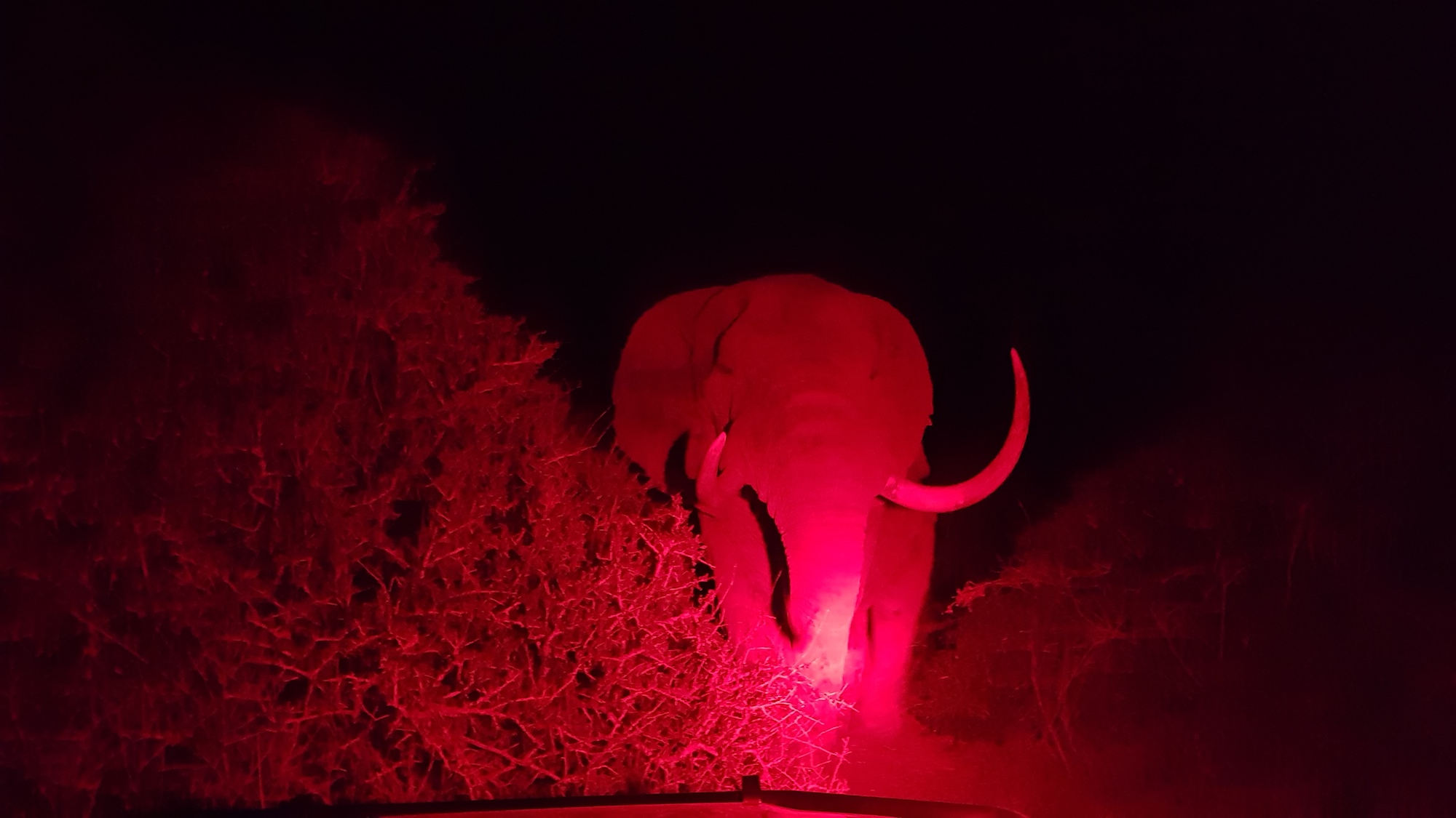 African Safari Night Drive Kariega Elephant Howarth