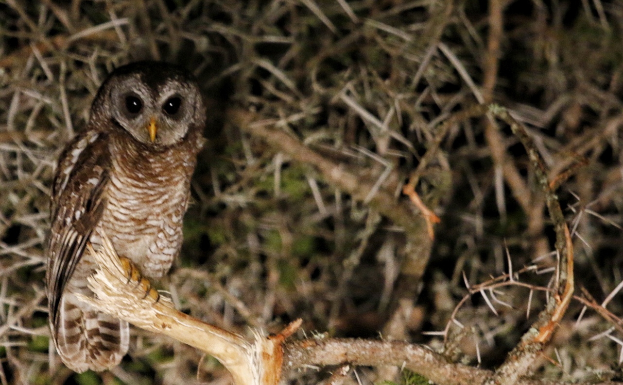 African Safari Night Drive Kariega Owl Howarth