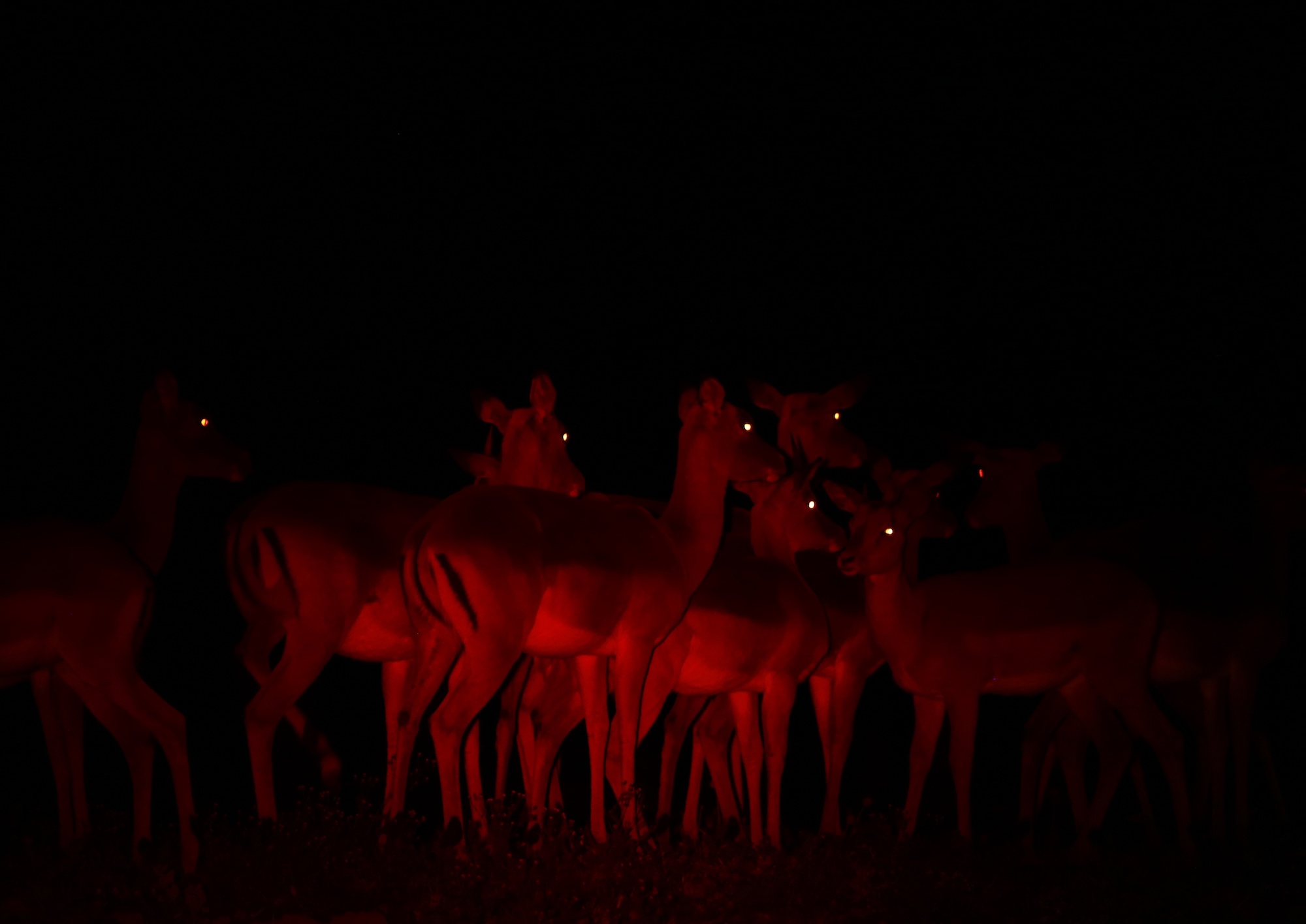 African Safari Night Drive Eyes Howarth