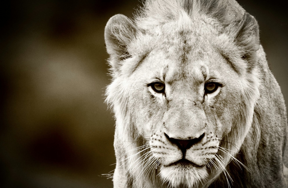 Kariega Lion King
