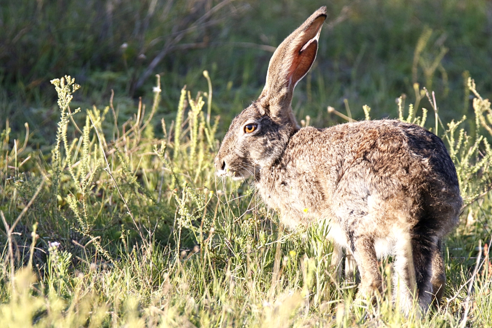 Animal Facts for Kids about Scrub Hare