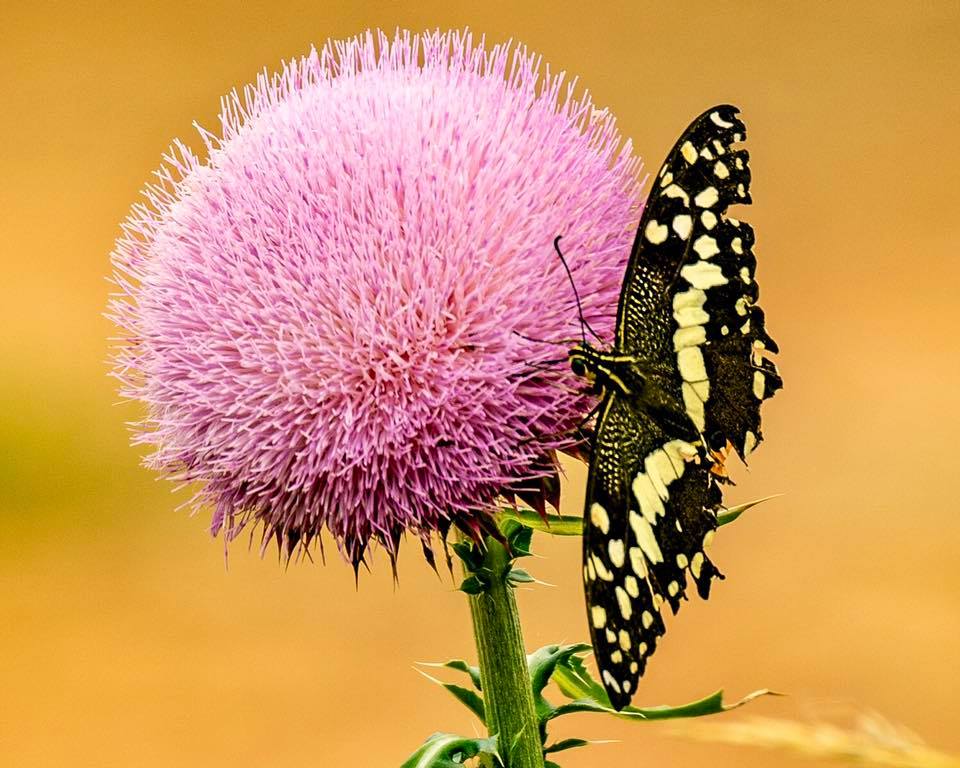 African Animal Facts About How Caterpillars Turn to Butterflies
