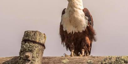 Kariega-FishEagle-GrahamHarvey.jpg