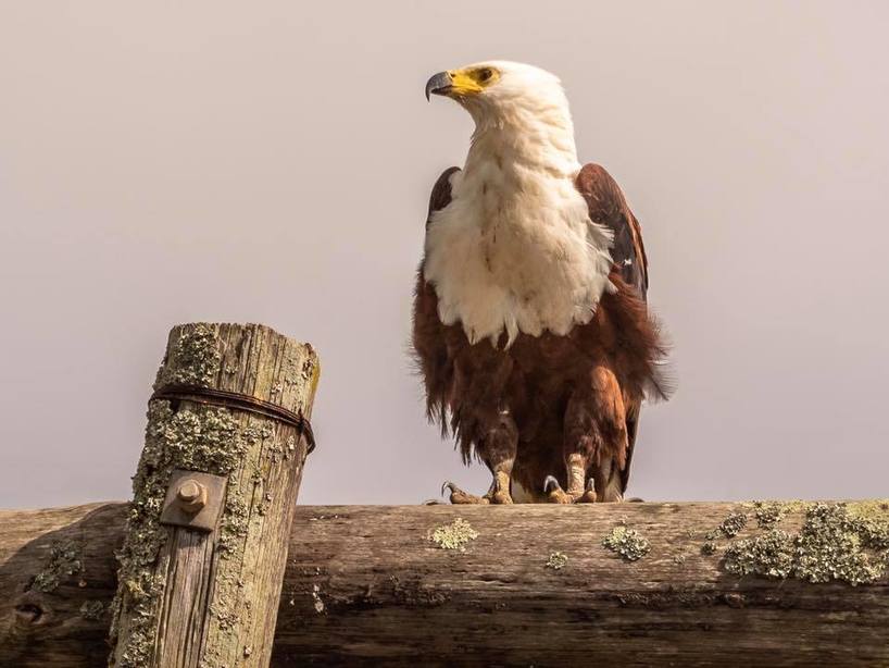 Kariega-FishEagle-GrahamHarvey.jpg