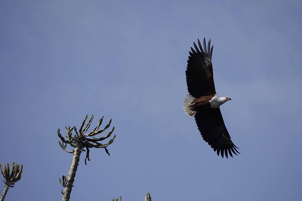 2020 Facebook Photo Competition Fish Eagle Michael Marais