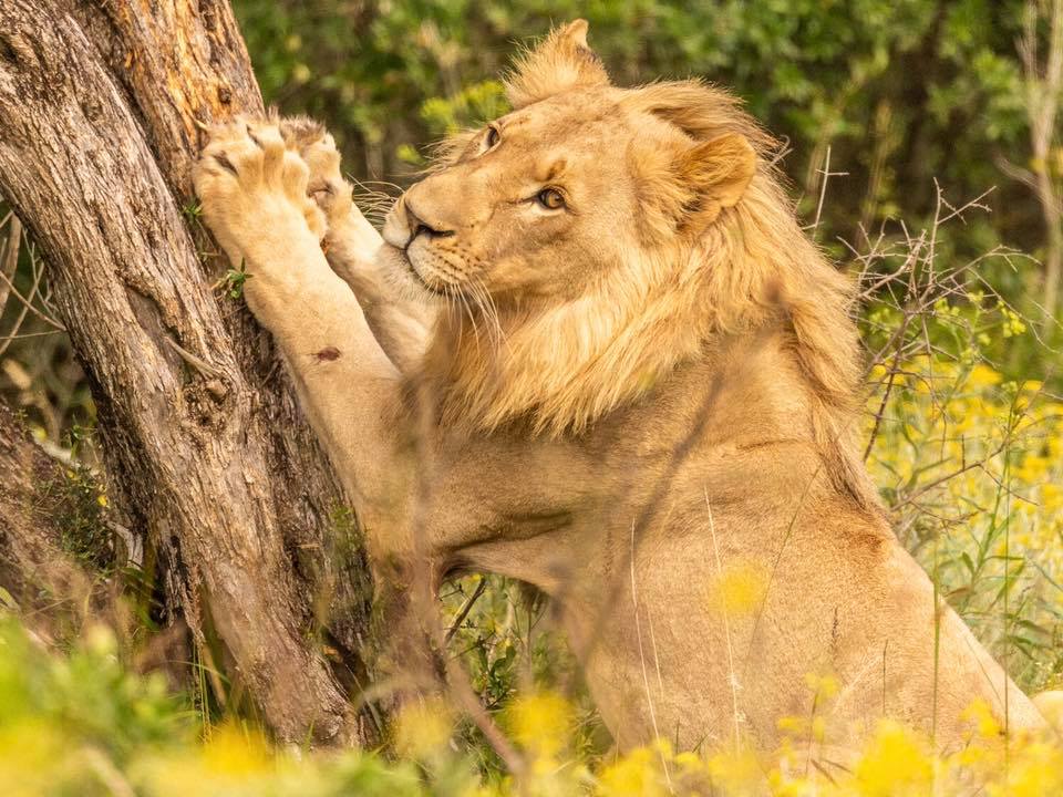 Kariega African Safari Lion