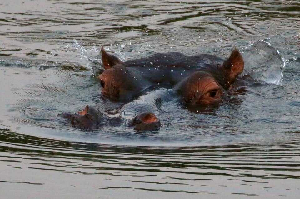 2020 Facebook Photo Competition Hippo Graeme Dentith