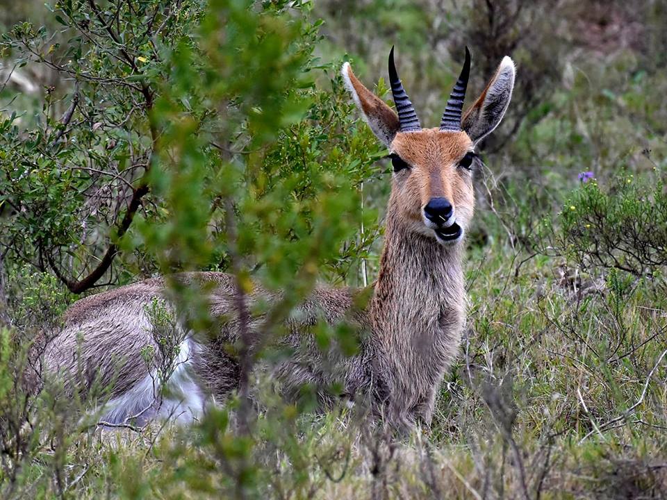 2020 Facebook Photo Competition  Reedbuck Peter Morris