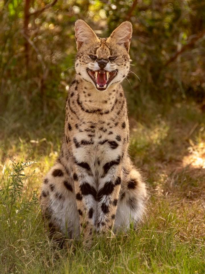 2020 Facebook Photo Competition  Serval Graham Harvey