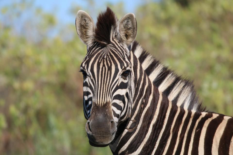 2020 Facebook Photo Competition Zebra Graeme Dentith