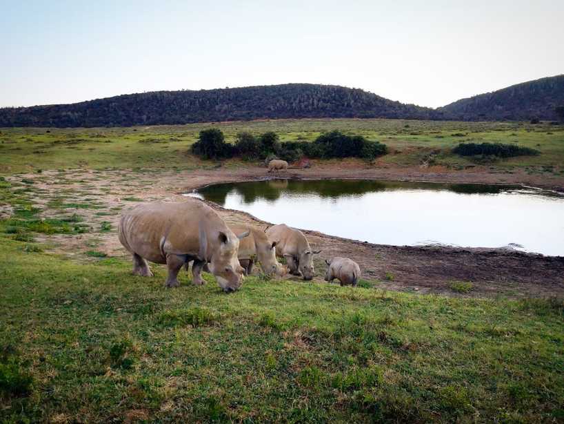 kariega-thandi-family-CraigBrown copy.jpg