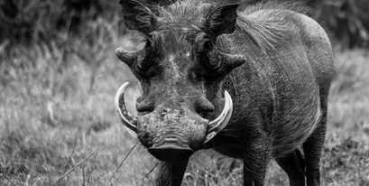 Kariega-Warthog-Keryn-Nieuwoudt.jpg