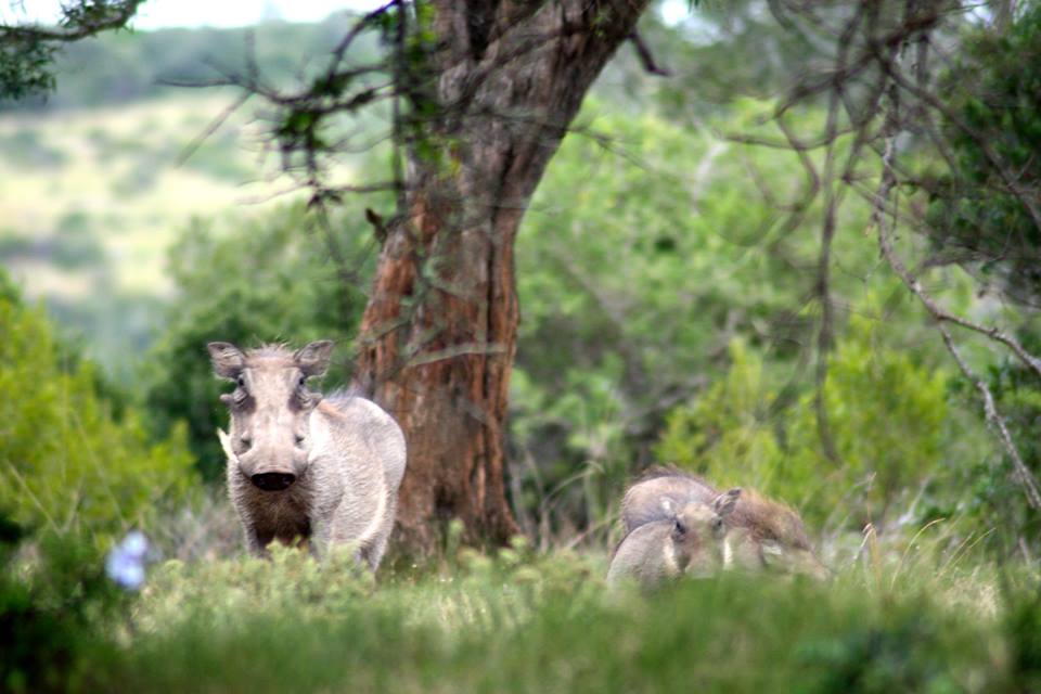 Kariega Warthog Fun Facts