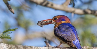 Kariega-Pygmy-Kingfisher-Jennings.jpg