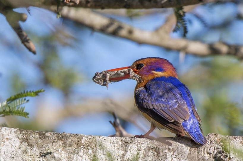 Kariega-Pygmy-Kingfisher-Jennings.jpg