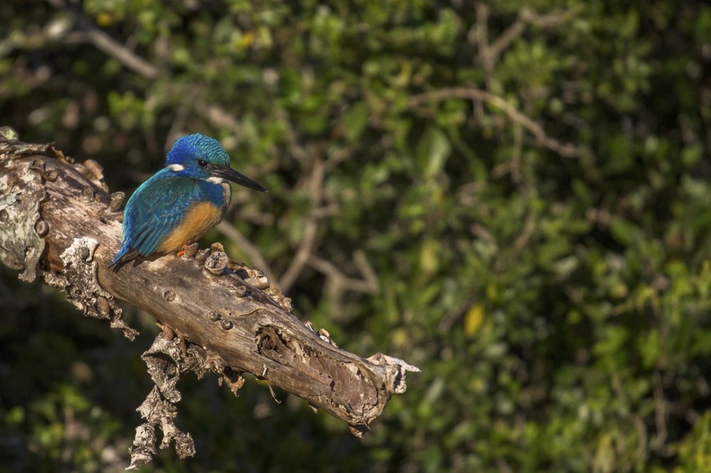 South Africa's Colourful Halfcollared Kingfisher